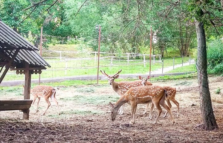 Загородный отель «Царьград»